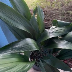 OnlinePlantCenter 3 gal. Green Cast Iron Aspidistra Shrub