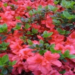OnlinePlantCenter 3 Gal. Fashion Azalea Flowering Shrub with Salmon Crimson Flowers