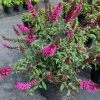 OnlinePlantCenter 3 Gal. Buzz Hot Raspberry Butterfly Bush Buddleia Flowering Shrub With Magenta Flowers -Cheap Garden Center Store onlineplantcenter bushes b5505g3 64 1000