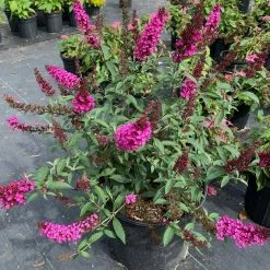OnlinePlantCenter 3 Gal. Buzz Hot Raspberry Butterfly Bush Buddleia Flowering Shrub With Magenta Flowers