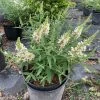 OnlinePlantCenter 3 gal. Butterfly Bush Flowering Shrub with White Flowers -Cheap Garden Center Store onlineplantcenter bushes budd607g3 64 1000