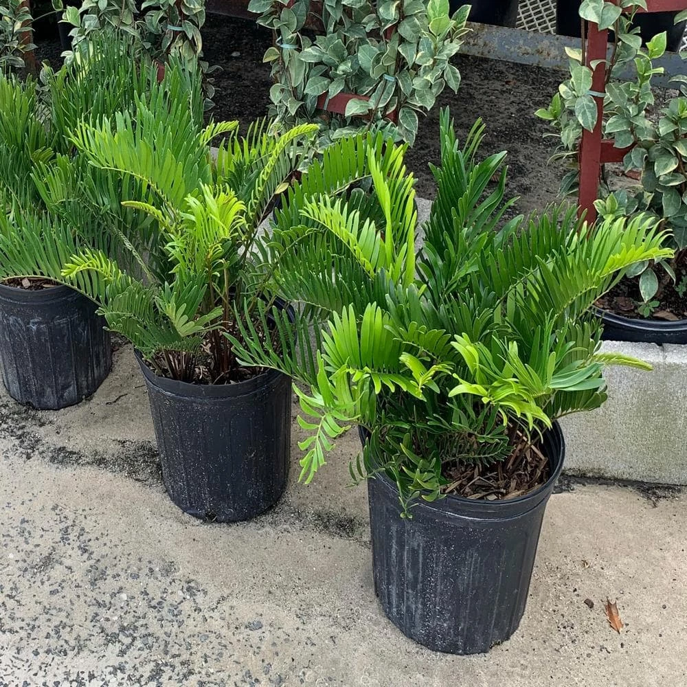 OnlinePlantCenter Coontie Cycad (Zamia) Shrub in 10 in. Black Nursery Pot 3 OnlinePlantCenter Coontie Cycad (Zamia) Shrub in 10 in. Black Nursery Pot