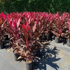 OnlinePlantCenter 3 Gal. Red Sister Hawaiian Ti Cordyline Plant With Red Foliage -Cheap Garden Center Store onlineplantcenter bushes cord8211g3 4f 1000