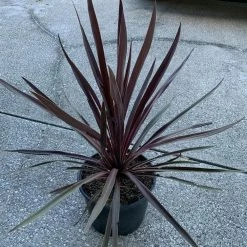 OnlinePlantCenter 3 Gal. Red Sensation Grass Palm Cordyline With Burgundy Foliage