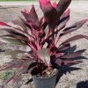 OnlinePlantCenter 3 Gal. Red Sister Hawaiian Ti Cordyline Plant With Red Foliage 1 OnlinePlantCenter 3 Gal. Red Sister Hawaiian Ti Cordyline Plant With Red Foliage -Cheap Garden Center Store onlineplantcenter bushes cord8211g3 64 1000