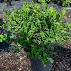 OnlinePlantCenter 3 Gal. Veitchii Gardenia Flowering Shrub With White Blooms -Cheap Garden Center Store onlineplantcenter bushes g5502g3 4f 1000