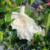OnlinePlantCenter 3 Gal. Veitchii Gardenia Flowering Shrub With White Blooms -Cheap Garden Center Store onlineplantcenter bushes g5502g3 64 1000