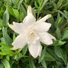 OnlinePlantCenter 3 Gal. Frostproof Gardenia Flowering Shrub with White Flowers -Cheap Garden Center Store onlineplantcenter bushes g942g3 64 1000