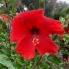 OnlinePlantCenter 3 Gal. Brilliant Tropical Hibiscus Flowering Shrub with Large Red Flowers -Cheap Garden Center Store onlineplantcenter bushes h765g3 64 1000
