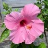 OnlinePlantCenter 3 Gal. Seminole Pink Tropical Hibiscus Flowering Shrub with Large Single Pink Flowers -Cheap Garden Center Store onlineplantcenter bushes h949g3 64 1000