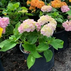 OnlinePlantCenter 3 Gal. Nikko Blue Hydrangea With Blue Flowers -Cheap Garden Center Store onlineplantcenter bushes hydr0014g3 4f 1000
