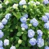 OnlinePlantCenter 3 Gal. Nikko Blue Hydrangea With Blue Flowers