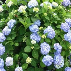 OnlinePlantCenter 3 Gal. Nikko Blue Hydrangea With Blue Flowers