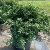 OnlinePlantCenter 3 Gal. Dwarf Yaupon Schillings Holly Evergreen Shrub -Cheap Garden Center Store onlineplantcenter bushes i948g3 64 1000