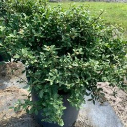 OnlinePlantCenter 3 Gal. Dwarf Yaupon Schillings Holly Evergreen Shrub