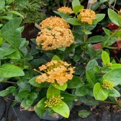 OnlinePlantCenter 10 in. Maui Yellow Ixora Flowering Shrub With Yellow Flowers