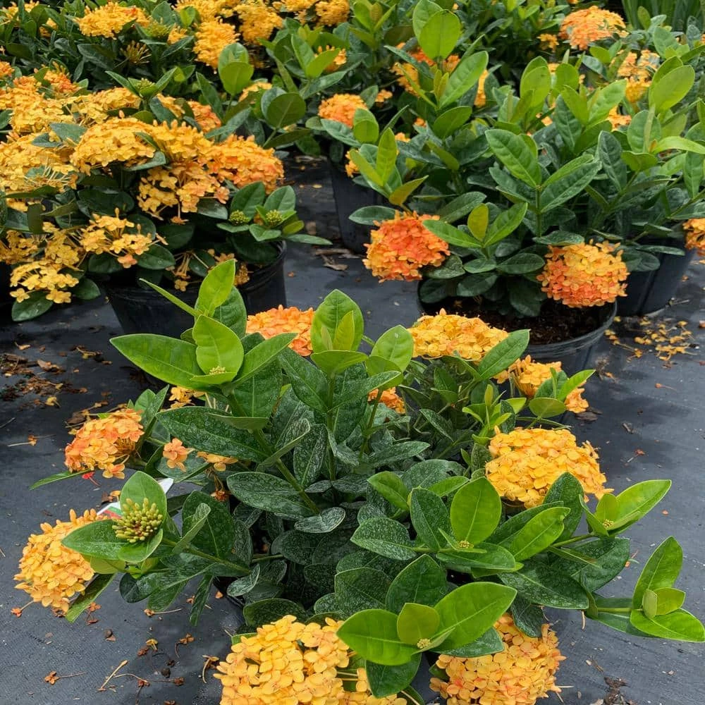 OnlinePlantCenter 10 in. Maui Yellow Ixora Flowering Shrub With Yellow Flowers 4 OnlinePlantCenter 10 in. Maui Yellow Ixora Flowering Shrub With Yellow Flowers - Image 2