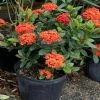 OnlinePlantCenter 10 in. Maui Red Ixora Flowering Shrub With Red Flowers 2 OnlinePlantCenter 10 in. Maui Red Ixora Flowering Shrub With Red Flowers -Cheap Garden Center Store onlineplantcenter bushes ix022g3 64 1000
