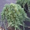 OnlinePlantCenter 3 Gal. Blue Rug Juniper Shrub -Cheap Garden Center Store onlineplantcenter bushes j6022g3 64 1000