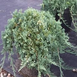OnlinePlantCenter 3 Gal. Blue Rug Juniper Shrub