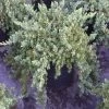 OnlinePlantCenter 3 Gal. Blue Pacific Juniper Shrub -Cheap Garden Center Store onlineplantcenter bushes j6023g3 64 1000