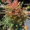 OnlinePlantCenter 3 Gal. Gulf Stream Compact Heavenly Bamboo Nandina Flowering Shrub with White Flowers -Cheap Garden Center Store onlineplantcenter bushes n950g3 64 1000