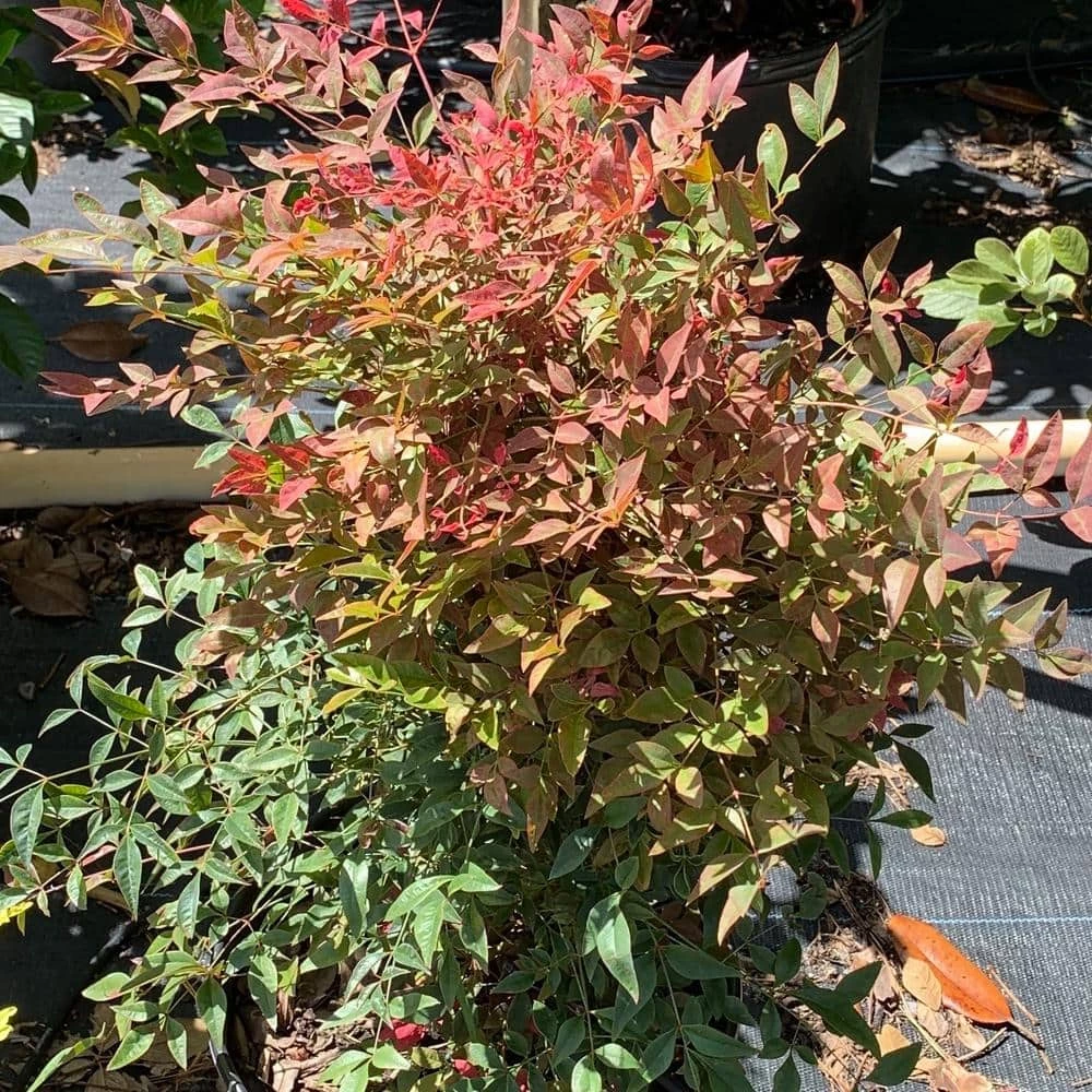 OnlinePlantCenter 3 Gal. Gulf Stream Compact Heavenly Bamboo Nandina Flowering Shrub with White Flowers 3 OnlinePlantCenter 3 Gal. Gulf Stream Compact Heavenly Bamboo Nandina Flowering Shrub with White Flowers