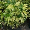 OnlinePlantCenter 3 gal. Trinette Schefflera Shrub -Cheap Garden Center Store onlineplantcenter bushes s801g3 64 1000