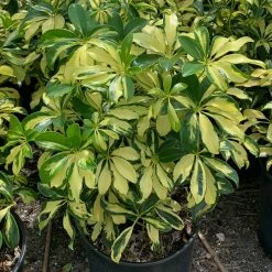 OnlinePlantCenter 3 gal. Trinette Schefflera Shrub