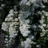 OnlinePlantCenter 3 Gal. Bridal Wreath Spirea Flowering Shrub with White Flowers 1 OnlinePlantCenter 3 Gal. Bridal Wreath Spirea Flowering Shrub with White Flowers -Cheap Garden Center Store onlineplantcenter bushes s939g3 64 1000