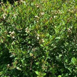 OnlinePlantCenter 3 Gal. Mrs. Schiller's Delight Dwarf Viburnum Flowering Shrub with White Flowers