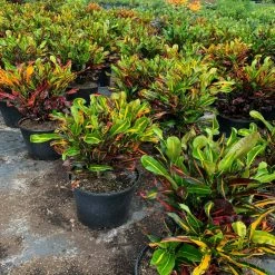 OnlinePlantCenter Mammy Croton Plant in a 10 in. Grower Pot 7 OnlinePlantCenter Mammy Croton Plant in a 10 in. Grower Pot -Cheap Garden Center Store onlineplantcenter indoor plants cr010g3 4f 1000