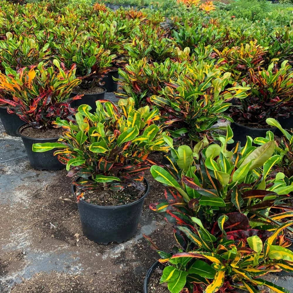 OnlinePlantCenter Mammy Croton Plant in a 10 in. Grower Pot 5 OnlinePlantCenter Mammy Croton Plant in a 10 in. Grower Pot - Image 3