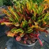 OnlinePlantCenter Mammy Croton Plant in a 10 in. Grower Pot -Cheap Garden Center Store onlineplantcenter indoor plants cr010g3 64 1000