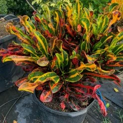 OnlinePlantCenter Mammy Croton Plant in a 10 in. Grower Pot