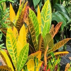 OnlinePlantCenter Petra Croton Plant in 10 in. Grower Pot -Cheap Garden Center Store onlineplantcenter indoor plants cr020g3 4f 1000