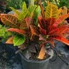 OnlinePlantCenter Petra Croton Plant in 10 in. Grower Pot -Cheap Garden Center Store onlineplantcenter indoor plants cr020g3 64 1000