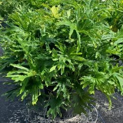 OnlinePlantCenter Selloum Philodendron Plant in 10 in. Black Nursery Pot