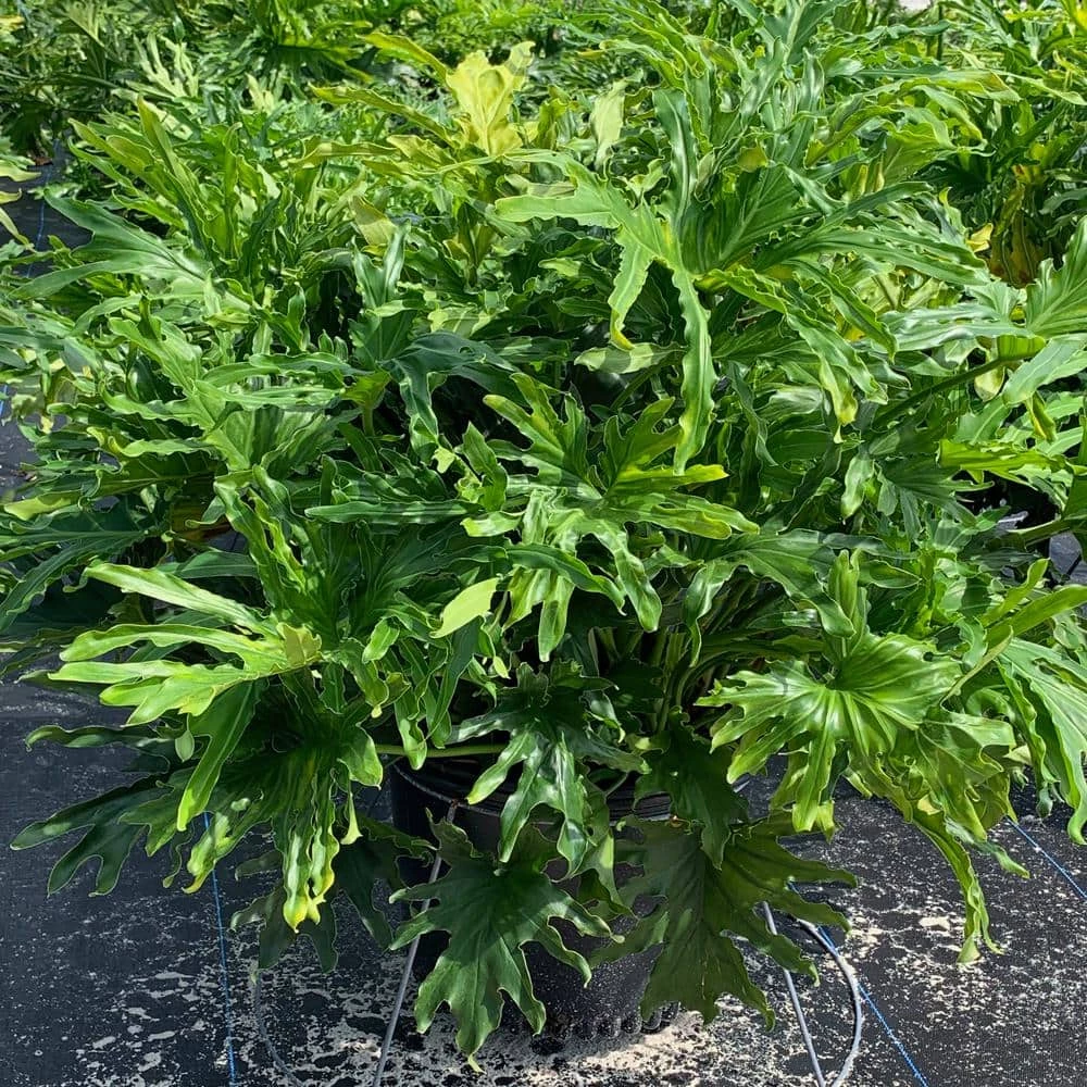 OnlinePlantCenter Selloum Philodendron Plant in 10 in. Black Nursery Pot 3 OnlinePlantCenter Selloum Philodendron Plant in 10 in. Black Nursery Pot