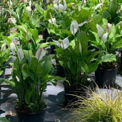 OnlinePlantCenter 3 Gal. Peace Lily (Spathiphyllum) Plant with White Flowers -Cheap Garden Center Store onlineplantcenter indoor plants s5507g3 4f 1000