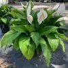 OnlinePlantCenter 3 Gal. Peace Lily (Spathiphyllum) Plant with White Flowers -Cheap Garden Center Store onlineplantcenter indoor plants s5507g3 64 1000