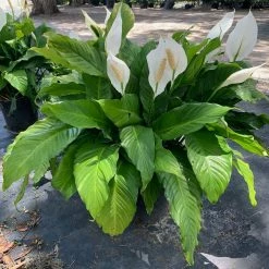 OnlinePlantCenter 3 Gal. Peace Lily (Spathiphyllum) Plant with White Flowers