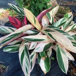 OnlinePlantCenter Triostar Stromanthe Plant in 10 in. Black Nursery Pot