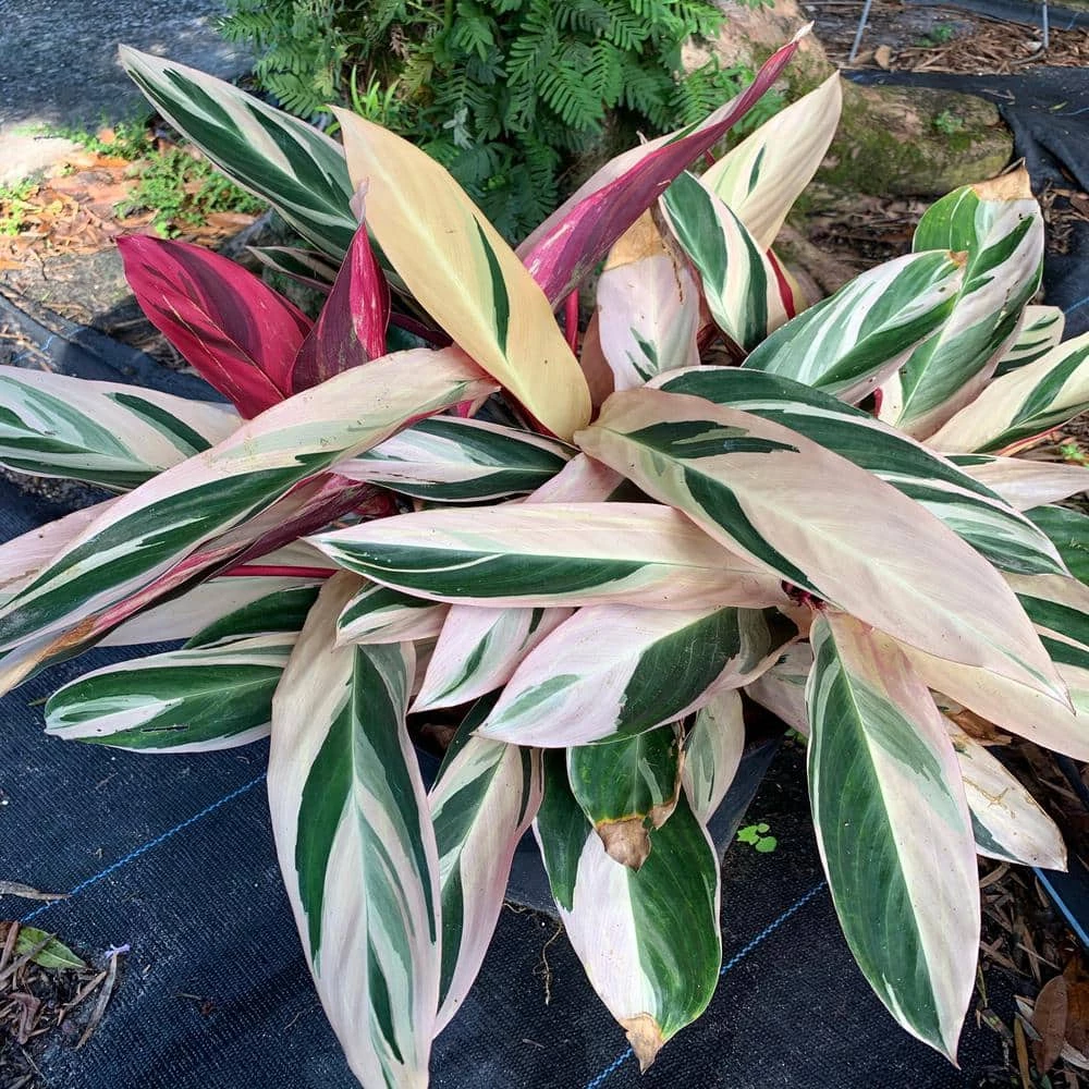 OnlinePlantCenter Triostar Stromanthe Plant in 10 in. Black Nursery Pot 3 OnlinePlantCenter Triostar Stromanthe Plant in 10 in. Black Nursery Pot