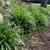 OnlinePlantCenter 1 gal. Super Blue Lilyturf Liriope Grass Plant (3-Pack) -Cheap Garden Center Store onlineplantcenter ornamental grasses l012g1pk3 64 1000