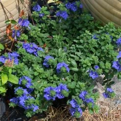 OnlinePlantCenter 1 Gal. Blue Daze Evolvulus Plant (3-Pack) 7 OnlinePlantCenter 1 Gal. Blue Daze Evolvulus Plant (3-Pack) -Cheap Garden Center Store onlineplantcenter perennials e5506g1pk3 4f 1000