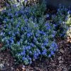 OnlinePlantCenter 3 Gal. Blue Daze Evolvulus Plant -Cheap Garden Center Store onlineplantcenter perennials e5506g3 64 1000
