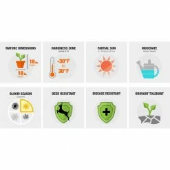 Cheap Garden Center Store -Cheap Garden Center Store onlineplantcenter perennials l012acl 77 1000