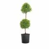 United Nursery 38 in. to 41 in. T Eugenia Topiary Standard Shrub Live Outdoor Euginia Myrtifolia Shipped in 9.25 in. Grower Pot -Cheap Garden Center Store united nursery bushes 20262 64 1000