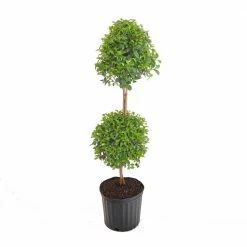 United Nursery 38 in. to 41 in. T Eugenia Topiary Standard Shrub Live Outdoor Euginia Myrtifolia Shipped in 9.25 in. Grower Pot -Cheap Garden Center Store united nursery bushes 20262 c3 1000